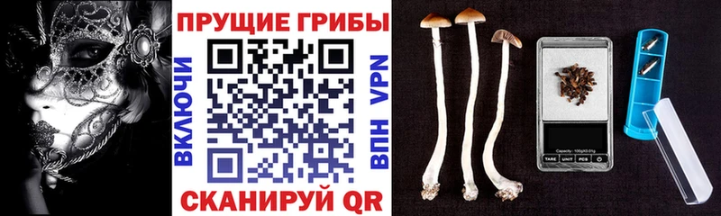 Купить Кондрово Псилоцибиновые грибы прущие грибы